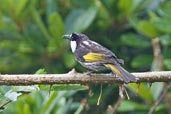 White-cheeked Honeyeater, Paluma, Queensland, Australia, December 2010 - click for larger image