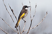 White-cheeked Honeyeater, Cheyne Beach, Western Australia, October 2013 - click for larger image