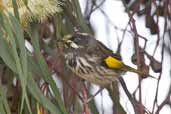 Immature New Holland Honeyeater, Triabunna, Tasmania, Australia, February 2006 - click for larger image