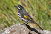 New Holland Honeyeater, Spreyton Arboretum, Tasmania, Australia, February 2006 - click for larger image