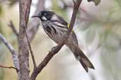  New Holland Honeyeater, You Yangs R.P., Victoria, Australia, February 2006 - click for larger image