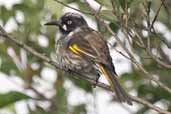 New Holland Honeyeater, Barren Lands NP, New South Wales, Australia, March 2006 - click for larger image