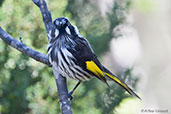 New Holland Honeyeater, Scott Creek, South Australia, September 2013 - click for larger image