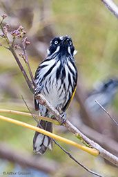 New Holland Honeyeater, Cheyne Beach, Western Australia, October 2013 - click for larger image