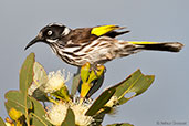 New Holland Honeyeater, Cheyne Beach, Western Australia, October 2013 - click for larger image