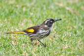 New Holland Honeyeater, Cheyne Beach, Western Australia, October 2013 - click for larger image