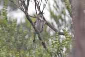 Crescent Honeyeater, Cradle Mountain, Tasmania, Australia, February 2006 - click for larger image