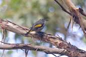 Crescent Honeyeater, Wilson's Promontory, Victoria, Australia, April 2006 - click for larger image