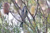 Crescent Honeyeater, Wilson's Promontory, Victoria, Australia, April 2006 - click for larger image