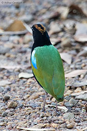 Rainbow Pitta, Howard Springs, Northern Territory, Australia, October 2013 - click for larger image