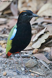 Rainbow Pitta, Howard Springs, Northern Territory, Australia, October 2013 - click for larger image
