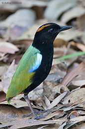 Rainbow Pitta, Howard Springs, Northern Territory, Australia, October 2013 - click for larger image