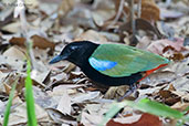 Rainbow Pitta, Howard Springs, Northern Territory, Australia, October 2013 - click for larger image