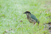 Noisy Pitta, Paluma, Queensland, Australia, December 2010 - click for larger image