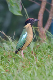 Noisy Pitta, Paluma, Queensland, Australia, December 2010 - click for larger image