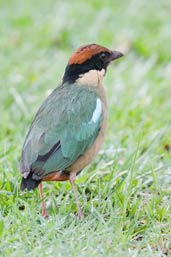 Noisy Pitta, Paluma, Queensland, Australia, December 2010 - click for larger image