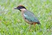 Noisy Pitta, Paluma, Queensland, Australia, December 2010 - click for larger image