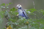 Pale-headed Rosella, near Kuranda, Queensland, Australia, November 2010 - click for larger image