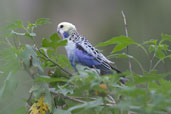 Pale-headed Rosella, near Kuranda, Queensland, Australia, November 2010 - click for larger image