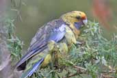 Green Rosella, Tahune Airwalk, Tasmania, Australia, January 2006 - click for larger image