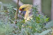 Green Rosella, Tahune Airwalk, Tasmania, Australia, January 2006 - click for larger image