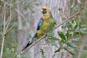 Green Rosella, Tahune Airwalk, Tasmania, Australia, January 2006 - click for larger image