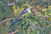 Green Rosella, Dover, Tasmania, Australia, January 2006 - click for larger image