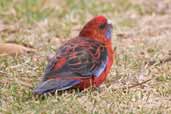 Crimson Rosella, Wye Valley, Victoria, Australia, February 2006 - click for larger image