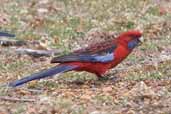 Crimson Rosella, Kangaroo Island, SA, Australia, March 2006 - click for larger image