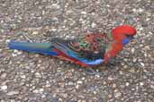 Crimson Rosella, Murramarang N. P., NSW, Australia, February 2006 - click for larger image