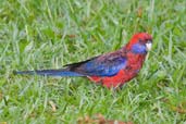 Crimson Rosella, Paluma, Queensland, Australia, December 2010 - click for larger image