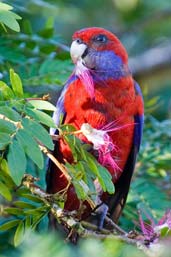 Crimson Rosella, Paluma, Queensland, Australia, December 2010 - click for larger image