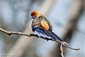 Crimson Rosella, Mount Lofty, South Australia, September 2013 - click for larger image