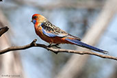 Crimson Rosella, Mount Lofty, South Australia, September 2013 - click for larger image