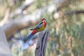 Eastern Rosella, Deniliquin, NSW, Australia, March 2006 - click for larger image