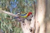 Eastern Rosella, Deniliquin, NSW, Australia, March 2006 - click for larger image