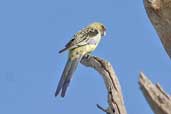 Yellow Rosella, Mildura, Victoria, Australia, February 2006 - click for larger image