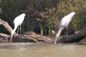 Yellow-billed Spoonbill, Deniliquin, NSW, Australia, March 2006 - click for larger image