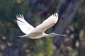 Yellow-billed Spoonbill, Deniliquin, NSW, Australia, March 2006 - click for larger image