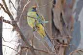 Yellow Rosella, Deniliquin, NSW, Australia, March 2006 - click for larger image