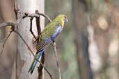 Immature Yellow Rosella, Deniliquin, NSW, Australia, March 2006 - click for larger image