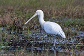 Yellow-billed Spoonbill, Cheyne Beach, Western Australia, October 2013 - click for larger image