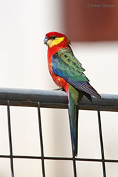 Male Western Rosella, Porongurup, Western Australia, October 2013 - click for larger image