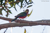 Female Western Rosella, Cheyne Beach, Western Australia, October 2013 - click for larger image