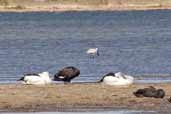 Royal Spoonbill, Bermagui, NSW, Australia, March 2006 - click for larger image