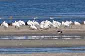 Royal Spoonbill, Bermagui, NSW, Australia, March 2006 - click for larger image