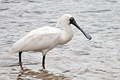 Royal Spoonbill, Noorlunga, South Australia, September 2013 - click for larger image