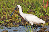 Royal Spoonbill, Kakadu, Northern Territory, Australia, October 2013 - click for larger image