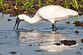 Royal Spoonbill, Kakadu, Northern Territory, Australia, October 2013 - click for larger image