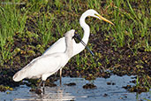 Royal Spoonbill, Kakadu, Northern Territory, Australia, October 2013 - click for larger image